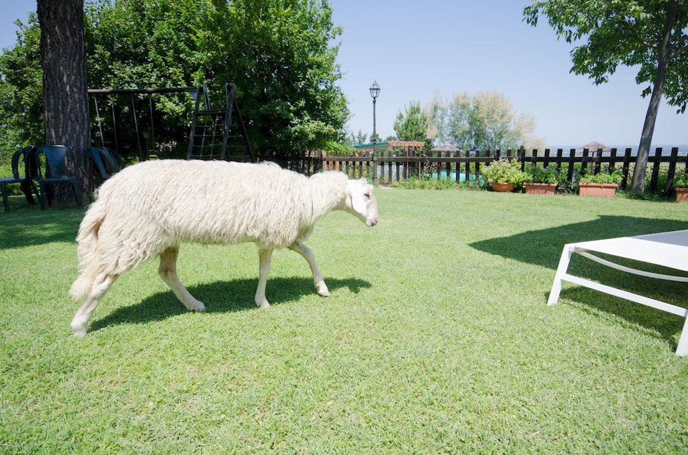 Agriturismo Ca'De'Gatti Faenza Buitenkant foto