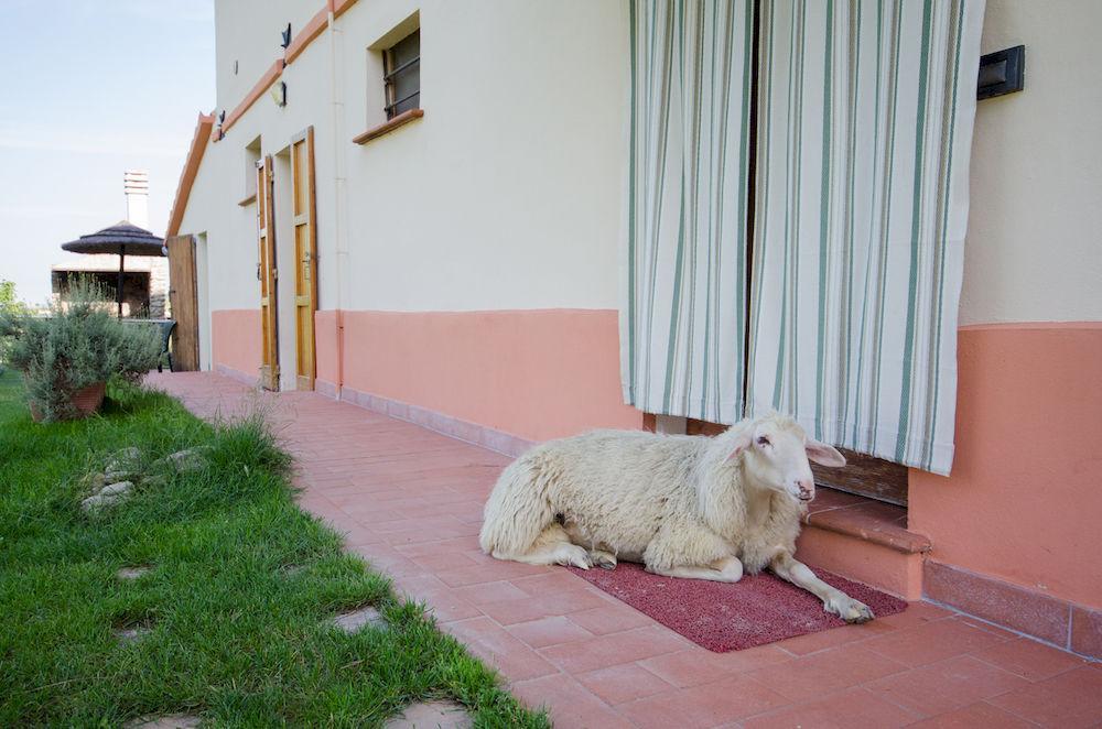 Agriturismo Ca'De'Gatti Faenza Buitenkant foto
